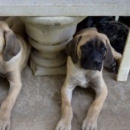 Mastiff Puppies from Lone Star Legends Mastiffs