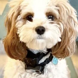 Cavapoos and Miniature Schnauzers from Moana & Lily's Pups