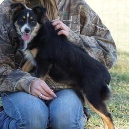 Petrie - Black tri female Miniature Australian Shepherd puppy in Ada, Oklahoma from Caprock Mini & Toy Aussies
