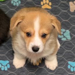 Red Rock - Sable male Pembroke Welsh Corgi puppy in Charleston, Arkansas from Hilltop Corgis