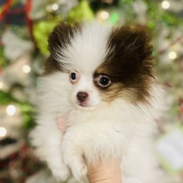 American Corgis, Pembroke Welsh Corgis, and Pomeranians from Syani Puppies