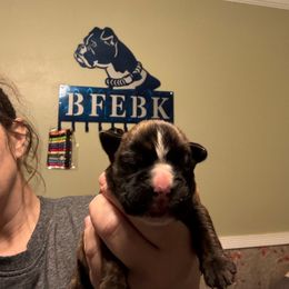 Green collar - Brindle male Boxer puppy in Ekron, Kentucky from Best Friends Euro Boxers (BFEBK)