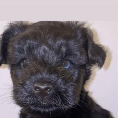 Miniature Schnauzer Puppies from Incredible_Schnauzers