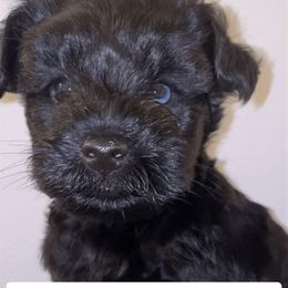 Miniature Schnauzer Puppies from Incredible_Schnauzers