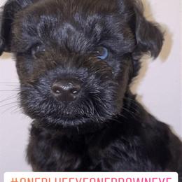 Miniature Schnauzer Puppies from Incredible_Schnauzers