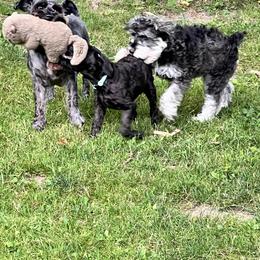 Miniature Schnauzer Puppies from Chantel's Miniature Schnauzers
