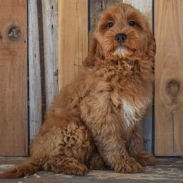 Addie (Adventurer) - Apricot female Goldendoodle puppy in Macedon, New York from Toodles Goldendoodles