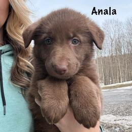 Maroon HC AKA Anala - Liver female German Shepherd puppy in Terra Alta, West Virginia from Shepherd Country Farm and Kennels