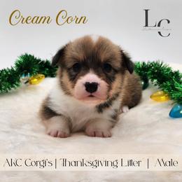 Cream Corn - Red male Pembroke Welsh Corgi puppy in Pine Village, Indiana from NL Horsemanship