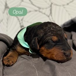 Opal (teal) - Black and tan female Airedale Terrier puppy in Akron, Ohio from Green Family Companion Kennel, LLC