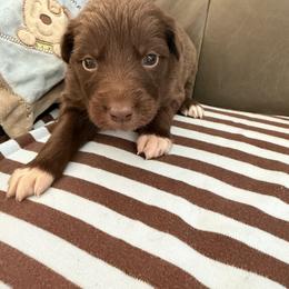 Arizona - Red & white female Australian Shepherd puppy in Flemington, New Jersey from Aislin Fields