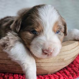 Roanie - Red merle female Australian Shepherd puppy in Mountain Grove, Missouri from K Bar H Farms