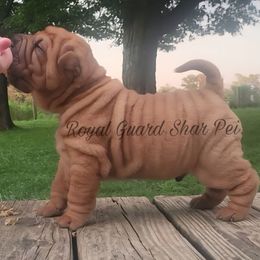 Seal - Fawn male Chinese Shar-Pei puppy in Columbus, Indiana from Royal Guard Shar Pei