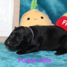 Purple male - Bi-color male German Shepherd puppy in Ann Arbor, Michigan from Von Der Havier German Shepherds