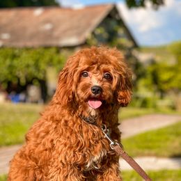 Rocky - Cavapoo
