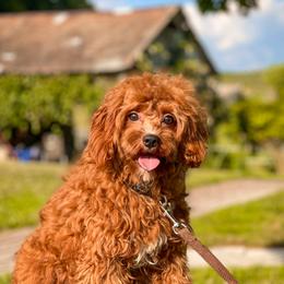Rocky - Cavapoo