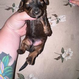 Slinky - Sable male Dachshund puppy in Hilliard, Florida from Wiggle Weens
