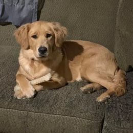 Willow - Golden Retriever