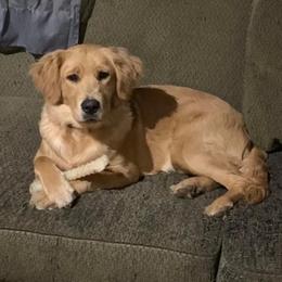 Willow - Golden Retriever