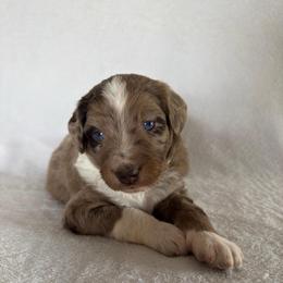 Theo - Red merle male Aussiedoodle puppy in Centerburg, Ohio from A Dose Of Doodle