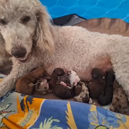 Aussiedoodle puppies from Aussies Acre