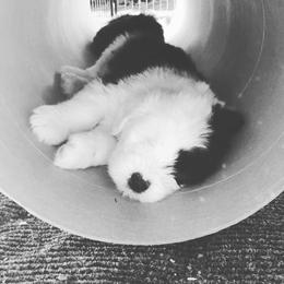 Old English Sheepdog Puppies from Ridgeruns OES