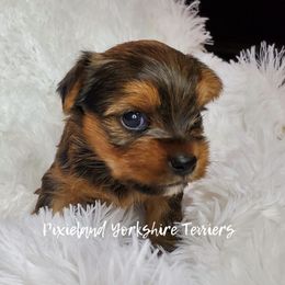 Yorkshire Terrier Puppies from Pixieland Yorkshire Terriers
