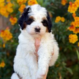 Snowflake - Tri-color female Bernedoodle puppy in Gilbert, Arizona from 5280 Bernedoodles