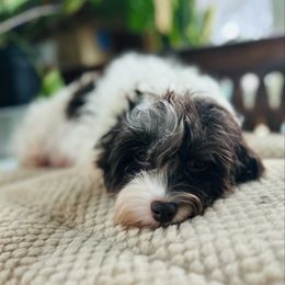 Savannah - Havanese