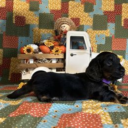 Daphne - Black and tan female Dachshund puppy in Fort Bend County, Texas from Dolly’s Darlings