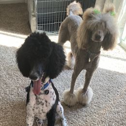 Goldendoodles and Poodles from Lanson’s Goldendoodles