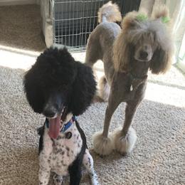 Goldendoodles and Poodles from Lanson’s Goldendoodles