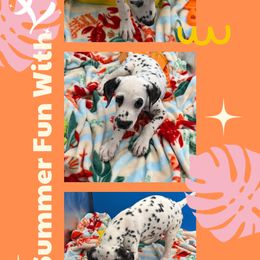 AKC LUA Laika - White and black female Dalmatian puppy in Euless, Texas from 101 Dew Dream Valley Dalmatians