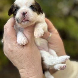 Bubble - Brindle and white female Cavatzu puppy in Saint Paul, Minnesota from Amy’s Puppy Tzu