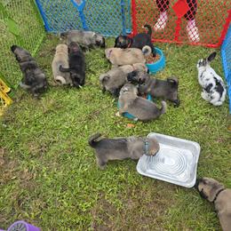 Anatolian Shepherd Dog Puppies from Florida Anatolian Shepherds