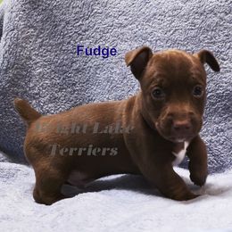 Fudge - Chocolate and white male Teddy Roosevelt Terrier puppy in Milaca, Minnesota from Bright Lake Terriers