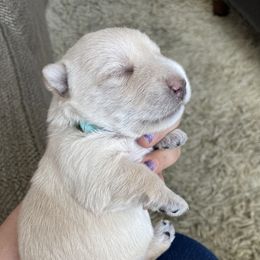 Scottish Terrier Puppies from Jaleh Armstrong