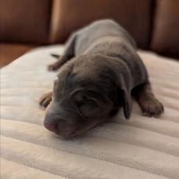 Lilac - Blue and tan female Dachshund puppy in Kitty Hawk, North Carolina from Dare Devil Dachshunds