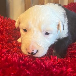 Frost - Tri-color male Border Collie puppy in Elkhorn, Wisconsin from MoonStar Farm