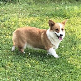 Bobby-Jan - Pembroke Welsh Corgi