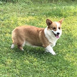 Bobby-Jan - Pembroke Welsh Corgi