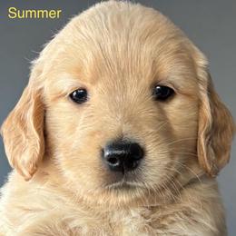 Summer - Golden female Golden Retriever puppy in Vail, Arizona from Retrievers Gold AZ