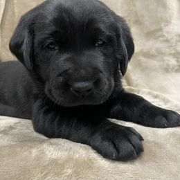 Labrador Retriever Puppies from Retrieving Labradors