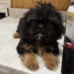 Jagger - Black and tan male Shih Tzu puppy in Columbia, Kentucky from Lisa Bandy Luxe Shih Tzu