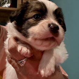 Echo - Red white and sable male Papillon puppy in Xenia, Ohio from 4 Paws Piper's Legacy Papillons