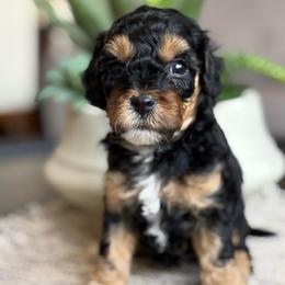 Wilma - Tri-color female Cavapoo puppy in Sun City, Arizona from AZ Cavapoos