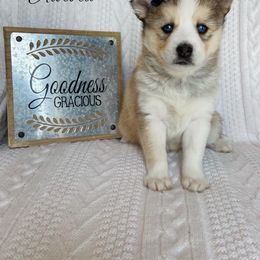 Pomsky Puppies from Goodness Gracious Pomskies