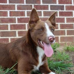 Dot - Border Collie