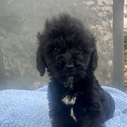 Toby - Black male Goldendoodle puppy in Centralia, Missouri from Oodles Of Doodles Mo.