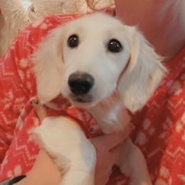 Tully - Dachshund